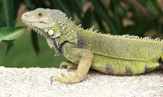 绿鬣蜥怎么养 绿鬣蜥怎么养活