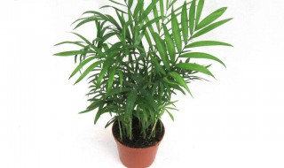 适合室内的植物（适合室内的植物花卉图片）