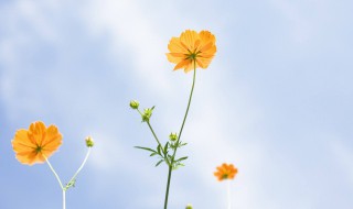 好听的外国名字大全 好听的外国名字大全女