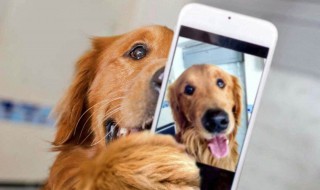 舔狗是什么意思是什么（舔狗是啥意思是什么）