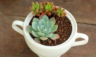 多肉怎么长得这么快 多肉怎么长得快呢