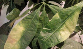 发财树黄叶子怎么办（发财树黄叶子怎么办用什么药）