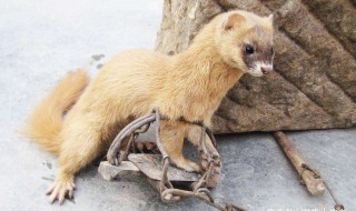 看见黄鼠狼有什么讲究 看见黄鼠狼有什么讲究没