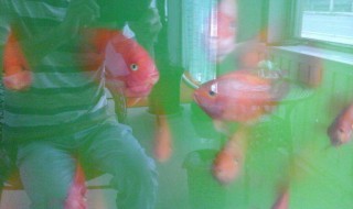 高锰酸钾给鱼消毒方法 高锰酸钾给鱼消毒方法图片