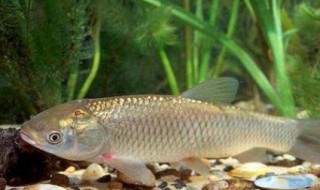 怎样钓到草鱼（怎样钓到草鱼视频教程）