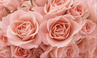 教师节送什么花给老师（学生送老师什么花合适）