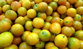 金柑的修剪方法 柑桔的修剪方法