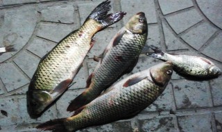 草鱼破肚的方法（草鱼怎么破肚）