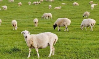 羊乳的保鲜方法（羊乳的保鲜方法是什么）