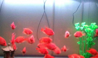 鱼缸水浑浑的怎么解决（鱼缸水比较浑怎么办）