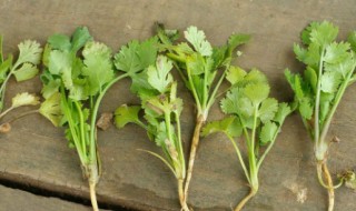 割香菜的最佳方法 割香菜的最佳方法视频