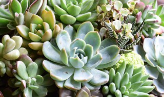 种多肉的方法（种多肉植物的方法）