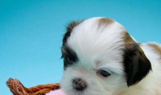 梦见动物是什么意思（梦见动物是什么意思,好不好,代表什么）