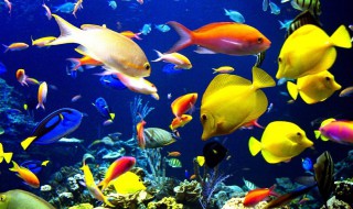 观赏鱼养什么鱼合适 适合养的观赏鱼