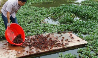 小龙虾养殖方法（小龙虾养殖方法和环境图片）