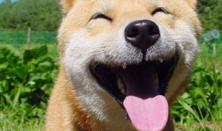 幽默爆笑的段子推荐 搞笑幽默的经典段子