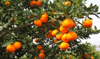 柑桔的栽培方法（栽柑橘的方法）