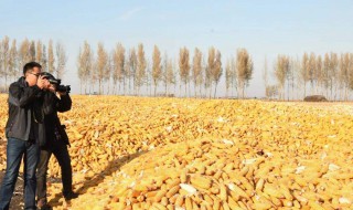 玉米的晾晒方法 玉米如何晾晒