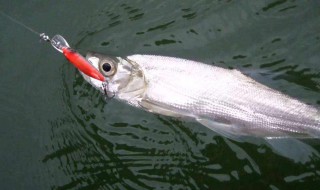 钓海鱼的方法（钓海鱼的方法有几种）