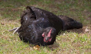 让鸡睡觉的方法（让鸡睡觉的方法有哪些）