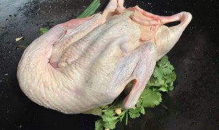 鸭子的拔毛方法（鸭子的拔毛方法视频）