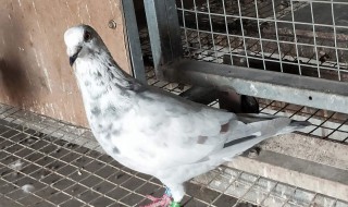 鸽子的驯服方法 鸽子的驯服方法是什么