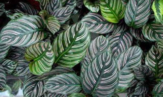 竹芋的修剪方法 竹芋的修剪方法和技巧