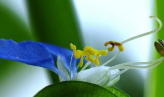 鸭舌草的繁殖方法（鸭舌草的繁殖方法有哪些）