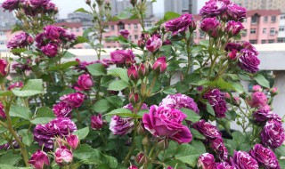 硫酸亚铁适合浇什么花（硫酸亚铁适合浇什么花卉）