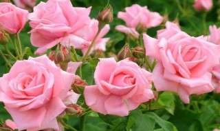 粉玫瑰适合送什么人 白玫瑰适合送什么人