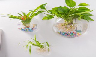 怎么做挂墙花盆 怎么做挂墙花盆好看