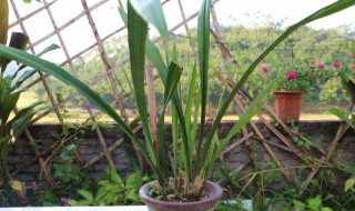 兰花的寄养方法（兰花的寄养方法视频）