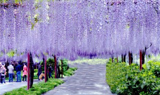 紫藤花花语（紫藤花花语寓意）