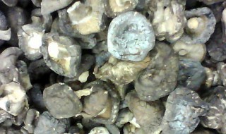 晒制干香菇的方法（如何晒干香菇）