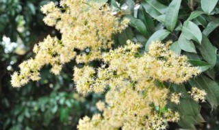 荔枝花的修剪方法（荔枝花的修剪方法视频）