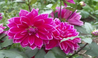 地瓜花的养护方法（地瓜花的养护方法有哪些）