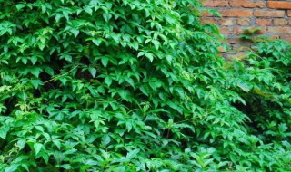 长青草的扦插方法 草本植物扦插