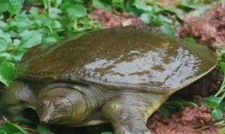 钓甲鱼的最佳方法（钓甲鱼最好的方法）