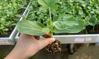 西瓜子种植的方法（西瓜的子怎么种植）