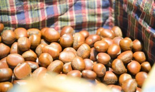 储存新鲜板栗的方法（新鲜板栗的储存办法）