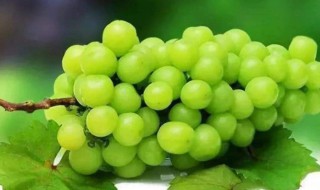 阳光葡萄的种植方法（葡萄种植阳光的选择）