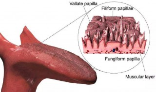 刮舌苔最简单的方法（刮舌苔最简单的方法图片）