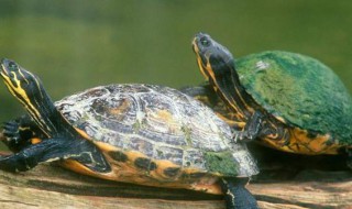 乌龟正确的饲养方法（乌龟的饲养方法注意事项）