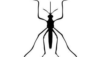 对付黑蚊子的方法（黑蚊子怎么防）