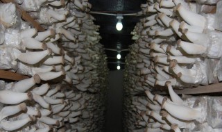 蘑菇菌种的配制方法 做蘑菇菌种技术配方做法