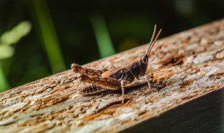 纸蚱蜢怎么做 纸蚱蜢的制作方法
