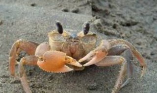 钓沙蟹的最佳方法 钓沙蟹的最佳方法和技巧