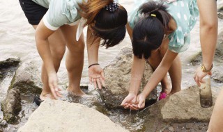 捉泥鳅的简易方法（捉泥鳅的简易方法视频）