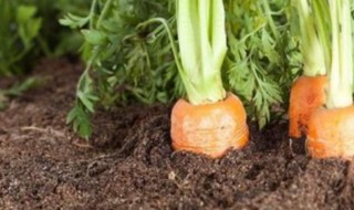 夏天种萝卜的方法 夏天萝卜种植技术