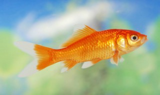 鱼缸的风水 鱼缸的风水作用